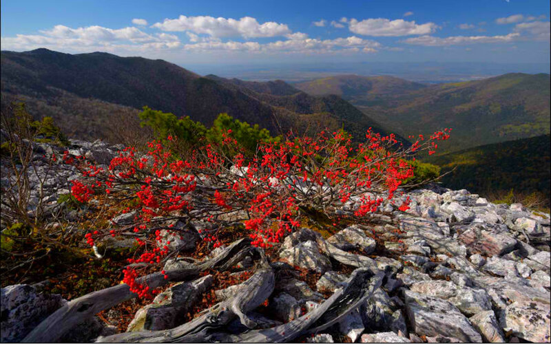Red Berries on Rocky Hill