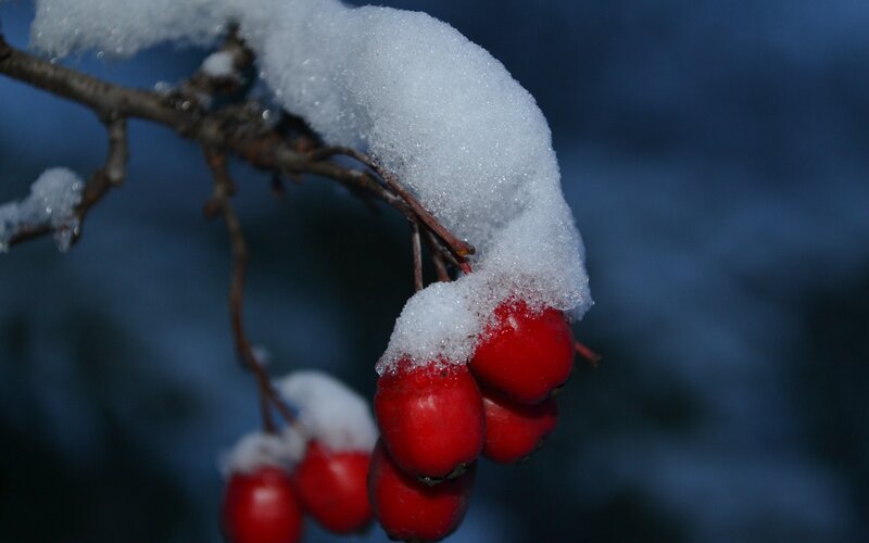 Red Berries on Snow-covered Branch