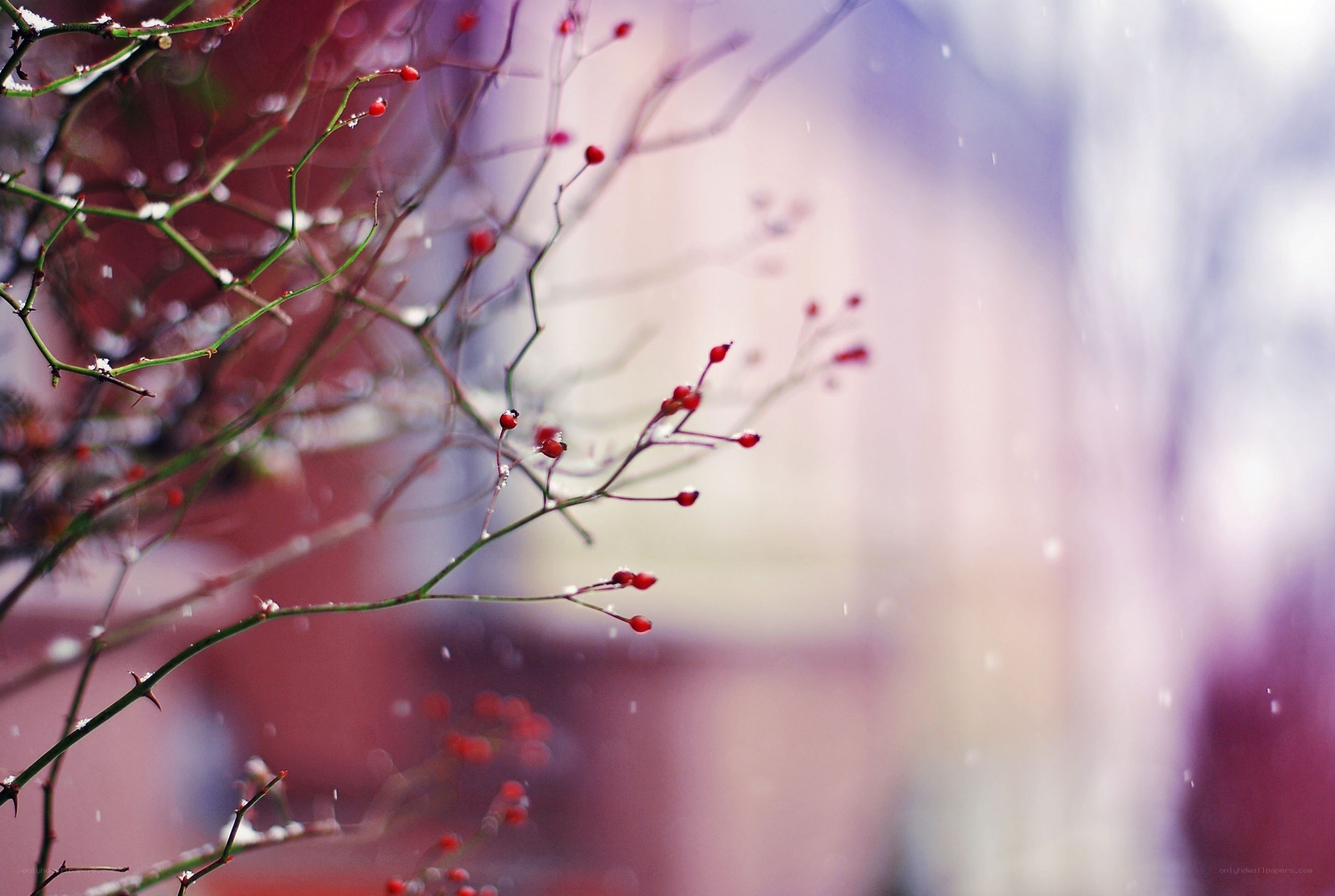 Red berries on snowy branches
