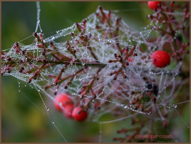Red Berries on Spiderweb
