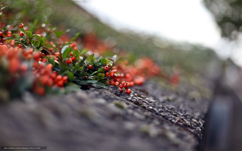 Red Berries on Stone