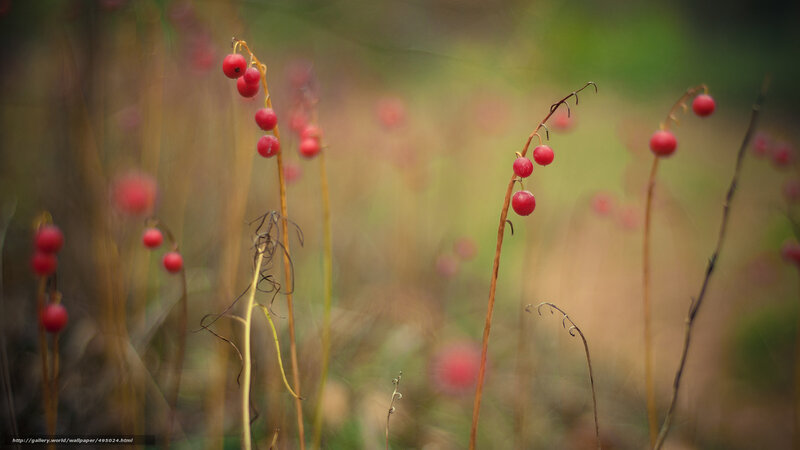 Red Berries on Thin Stems — Serene