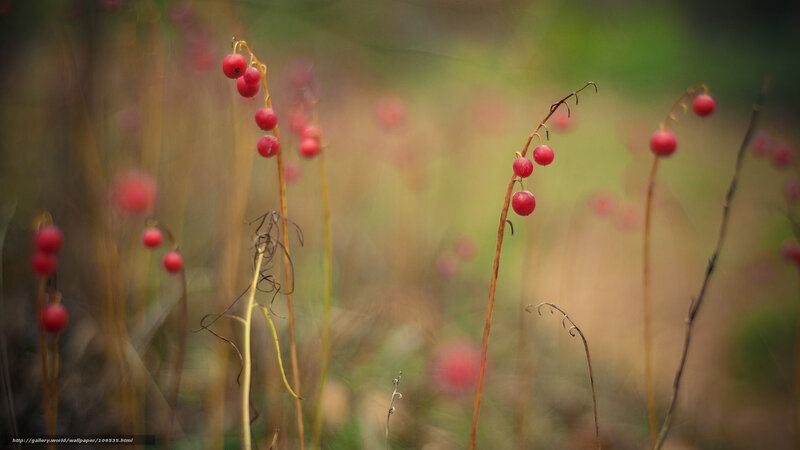Red berries on thin stems