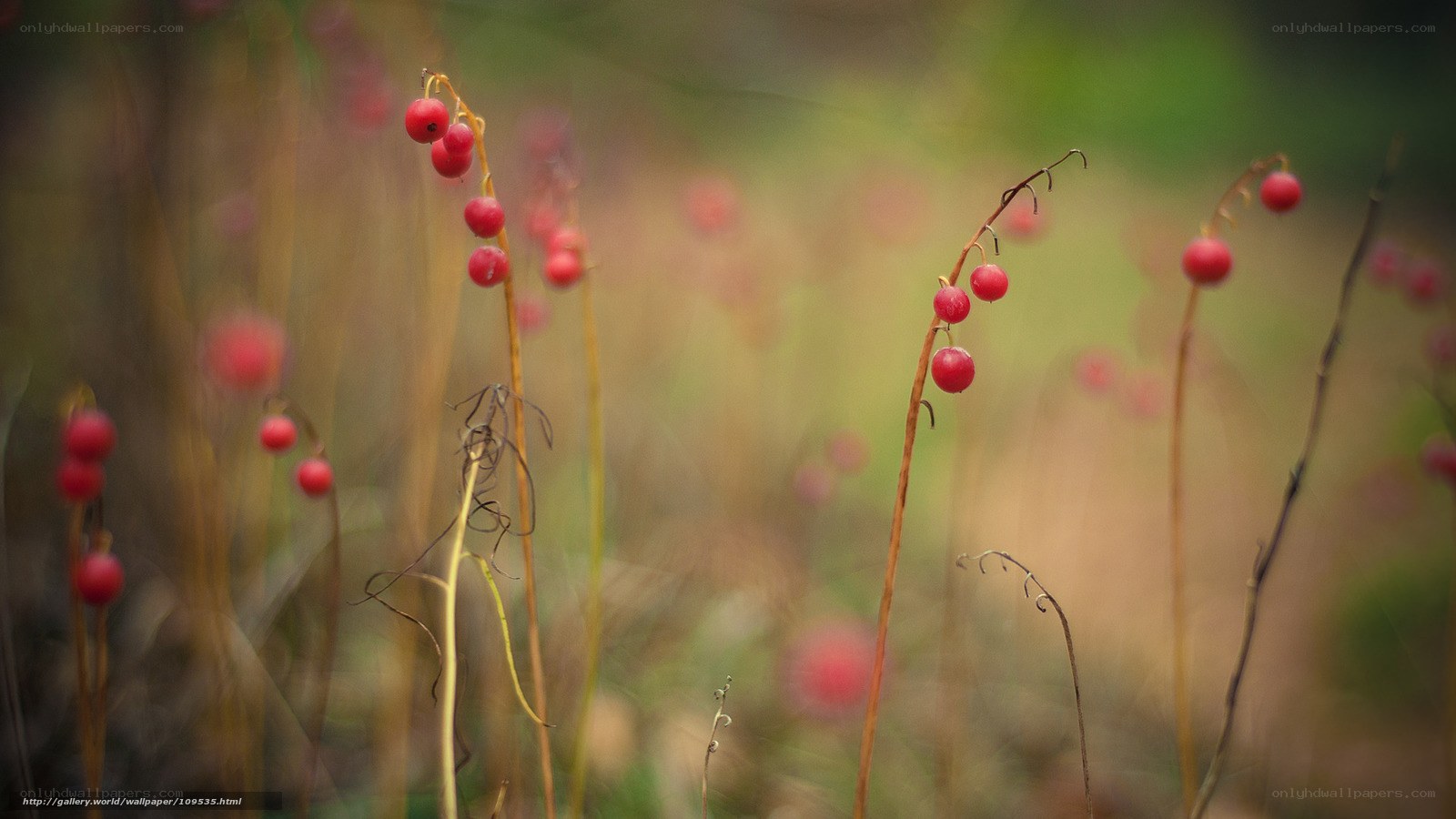 Red berries on thin stems