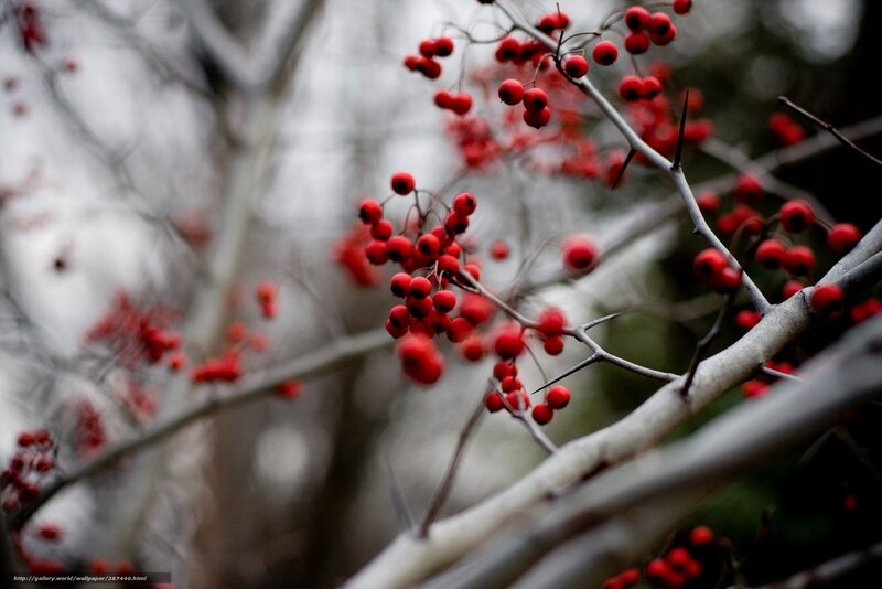 Red Berries on Thorny Branch — Dramatic