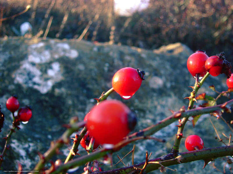 Red Berries on Thorny Branch — Natural, Autumn