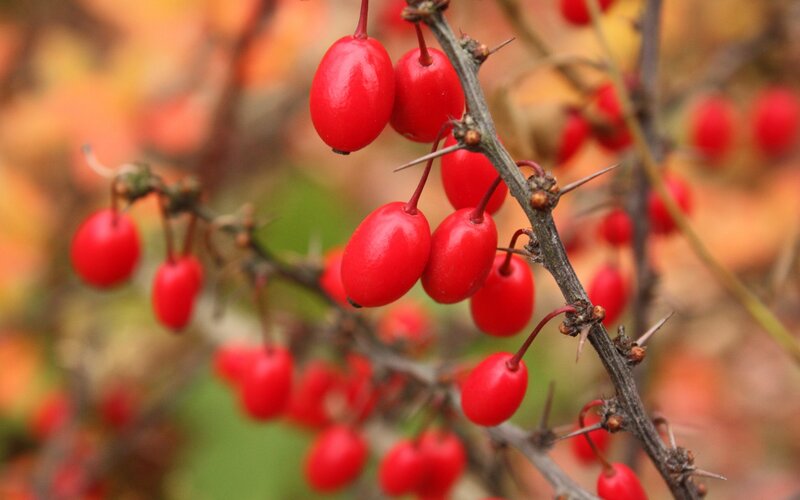 Red Berries on Thorny Branch — Natural