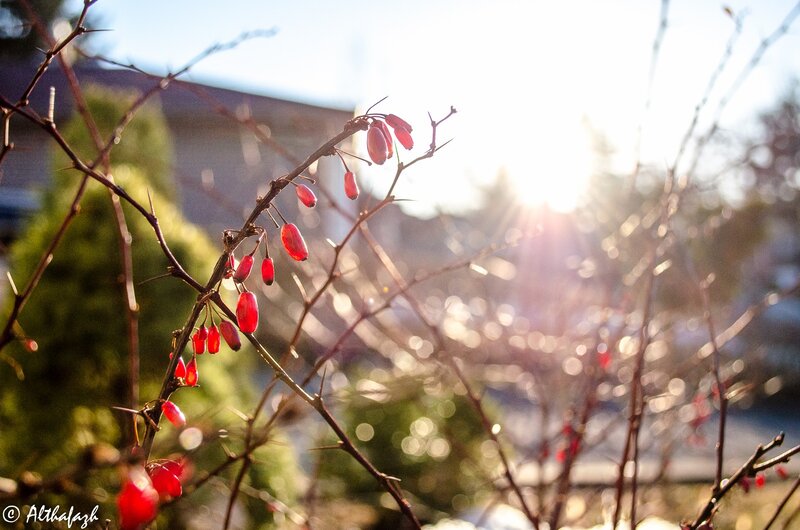 Red Berries on Thorny Branch — Serene, Sunset