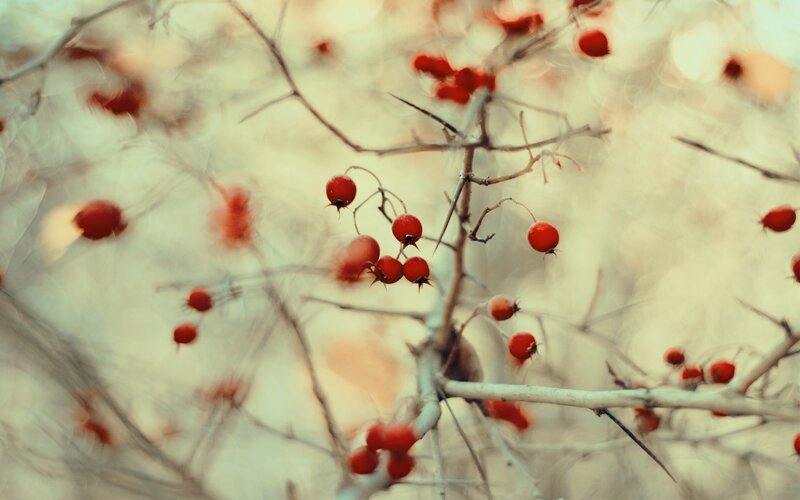 Red Berries on Thorny Branch — Serene