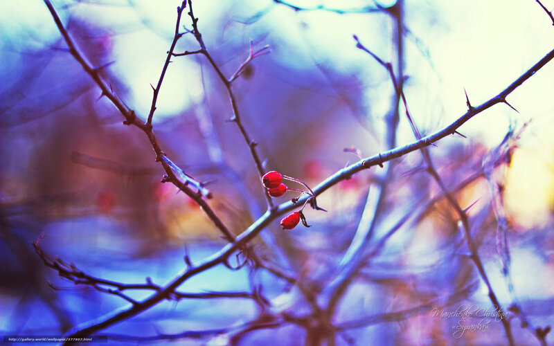Red berries on thorny branch