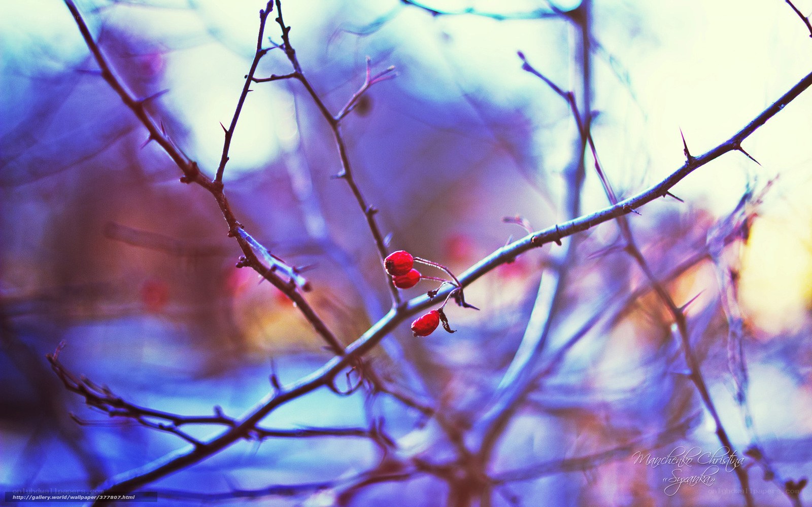 Red berries on thorny branch
