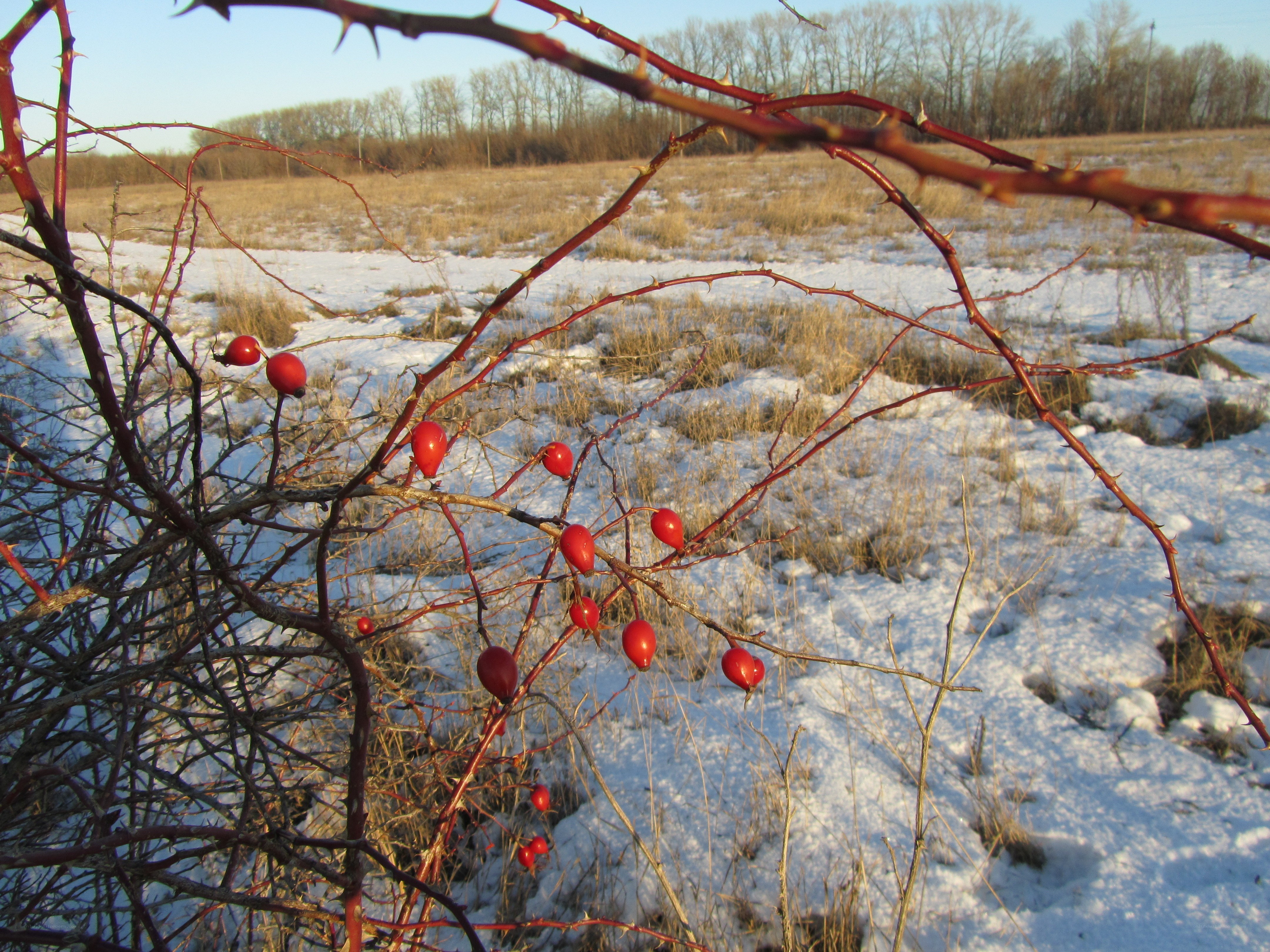 Red berries on thorny branches