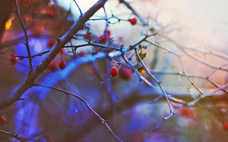 Red Berries on Thorny Branches — Blue, Dreamy