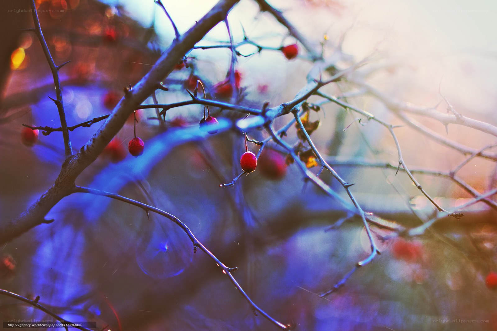 Red berries on thorny branches