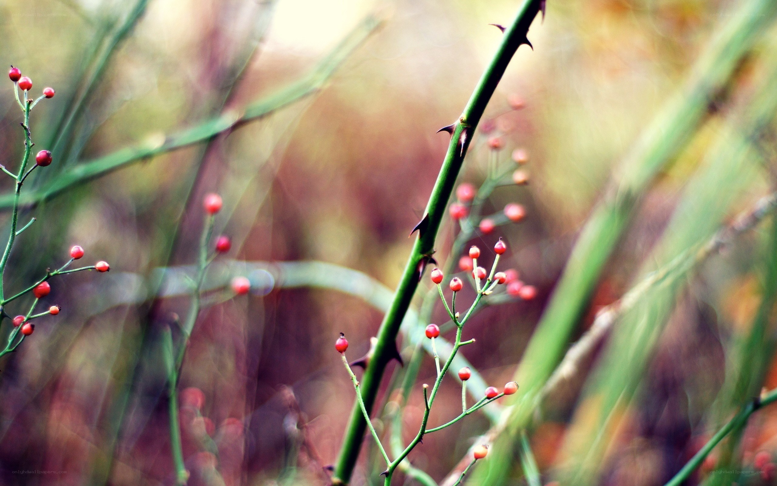 Red berries on thorny stems