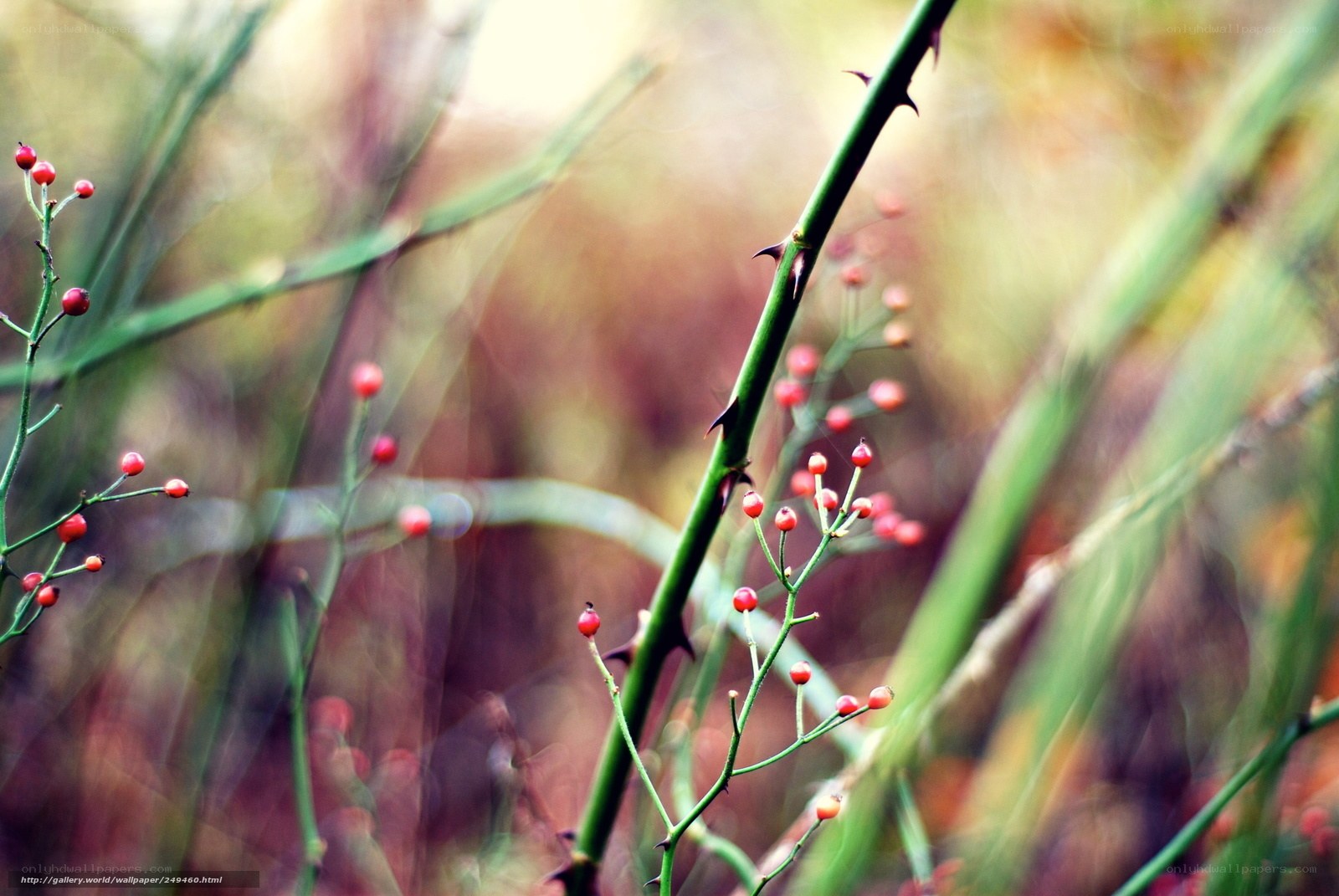 Red berries on thorny stems