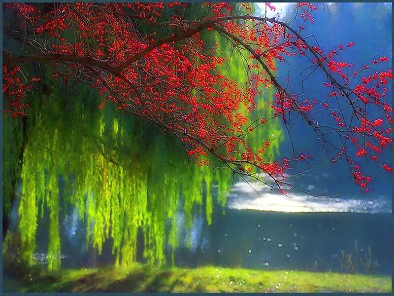Red Berries on Tree Branch — Serene