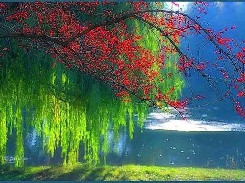 Red Berries on Tree Branch