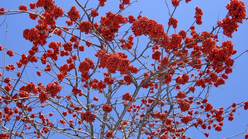 Red berries on tree branches