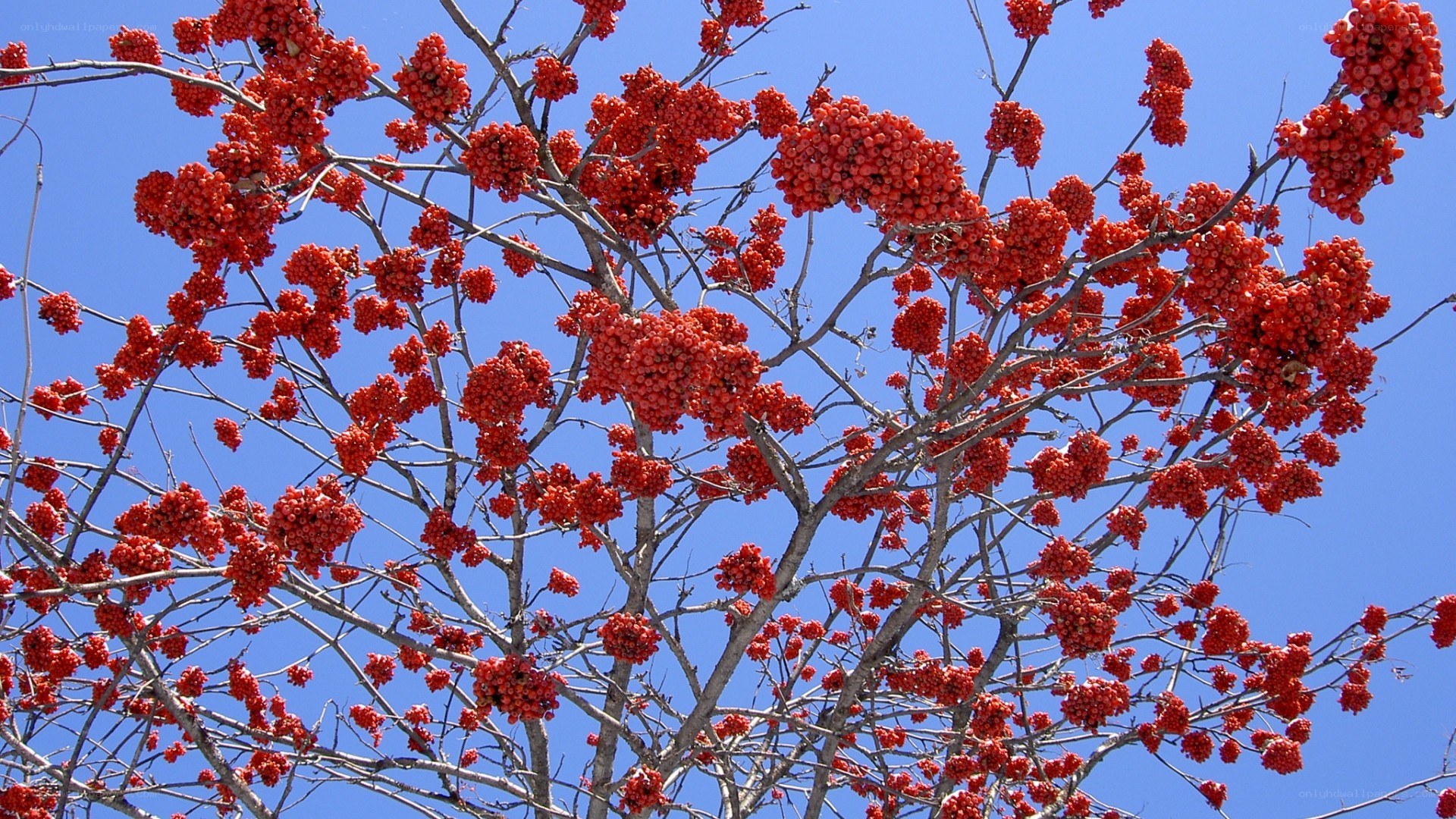 Red berries on tree branches