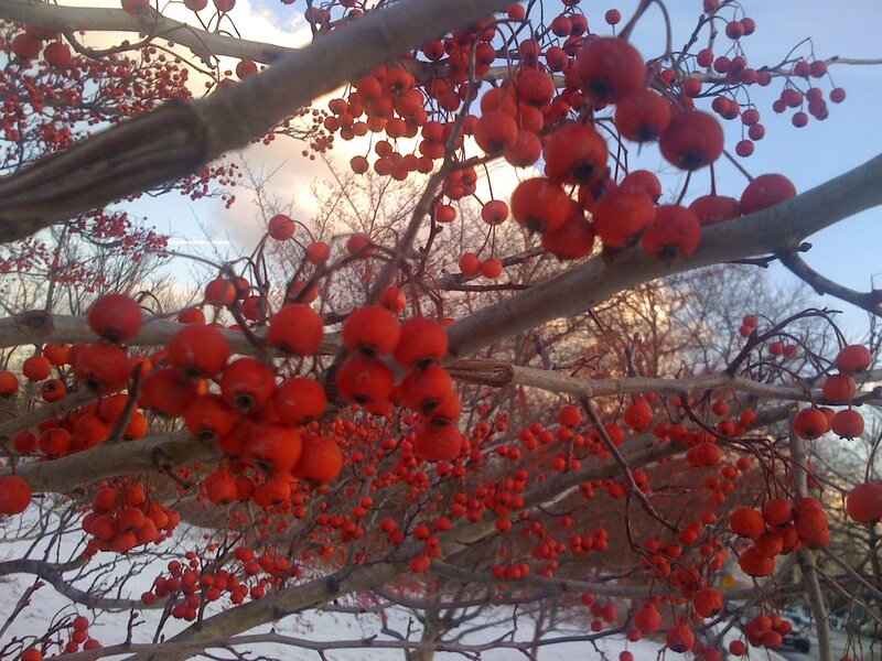 Red berries on tree branches