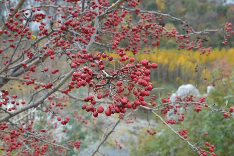 Red Berries on Tree Branches — Calm