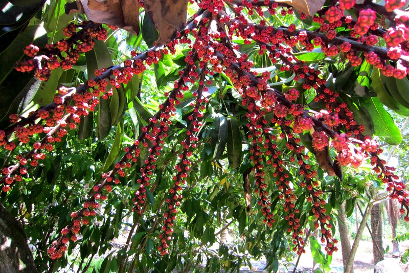 Red Berries on Tree Branches — Natural