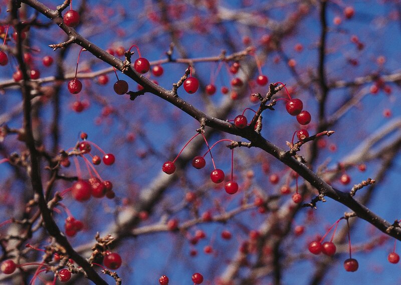 Red Berries on Tree Branches — Serene