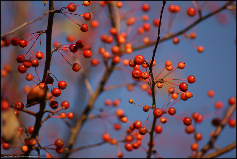 Red berries on tree branches