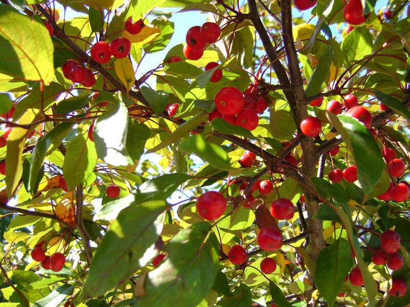 Red Berries on Tree — Green, Natural, Afternoon