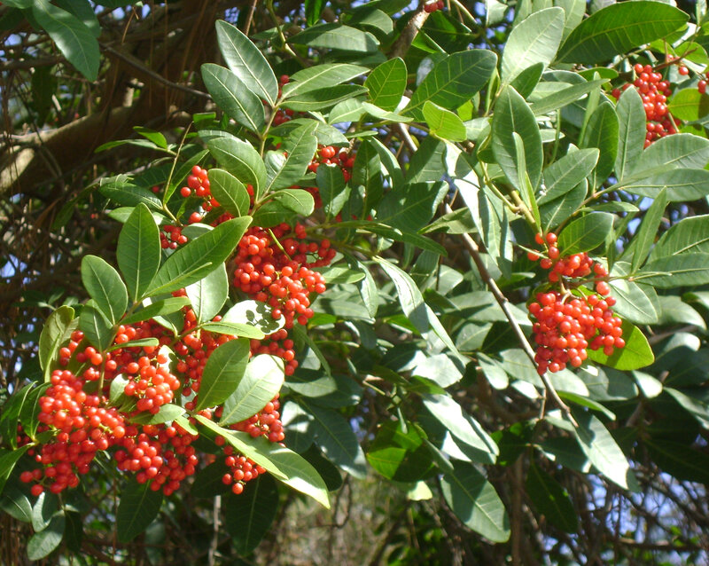 Red Berries on Tree — Green, Natural