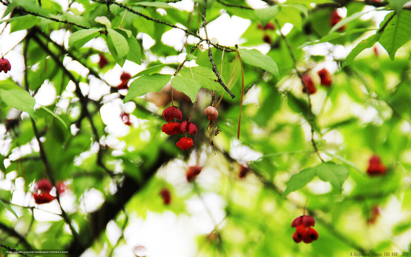 Red Berries on Tree — Green, Serene