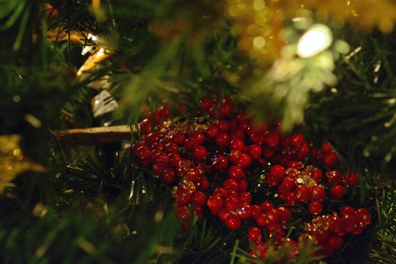 Red Berries on Tree — Green