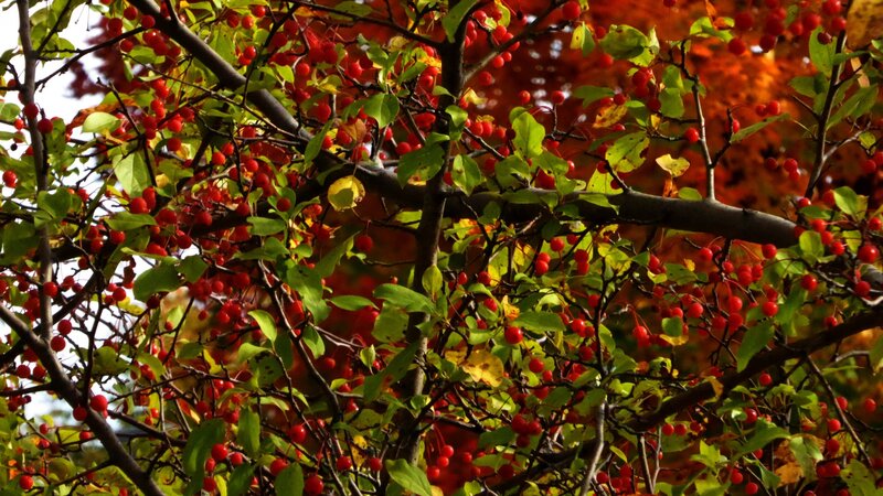 Red Berries on Tree — Natural, Autumn