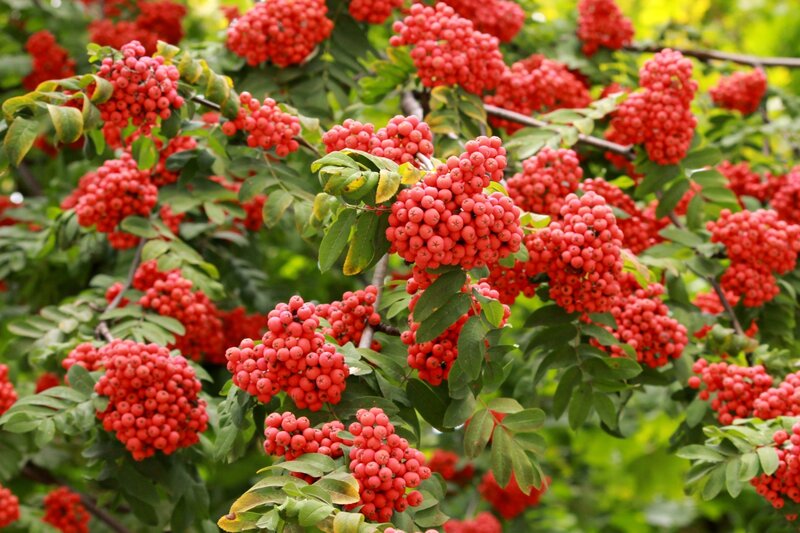 Red Berries on Tree — Natural, Summer