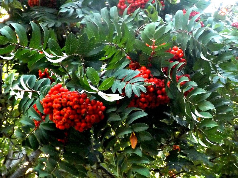 Red Berries on Tree — Natural