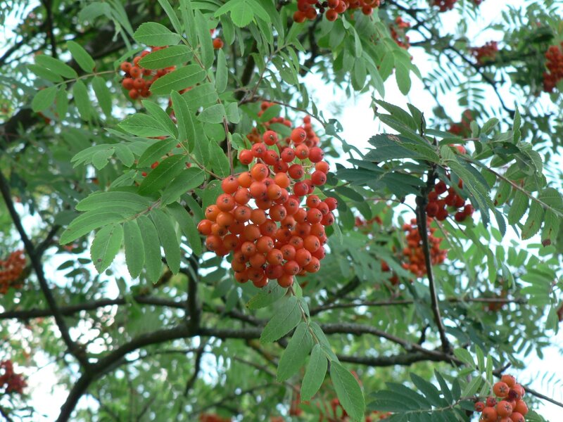 Red Berries on Tree — Orange