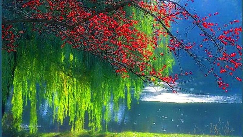 Red Berries on Tree — Serene, Spring