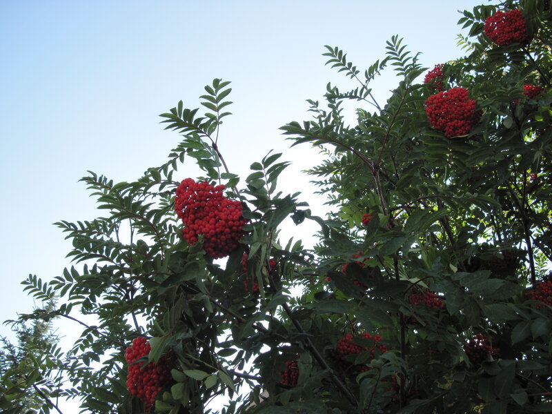Red Berries on Tree — Serene