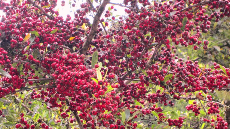 Red Berries on Tree