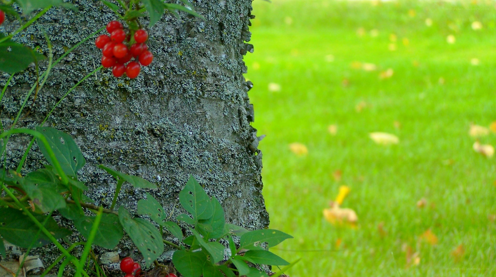 Red berries on tree trunk