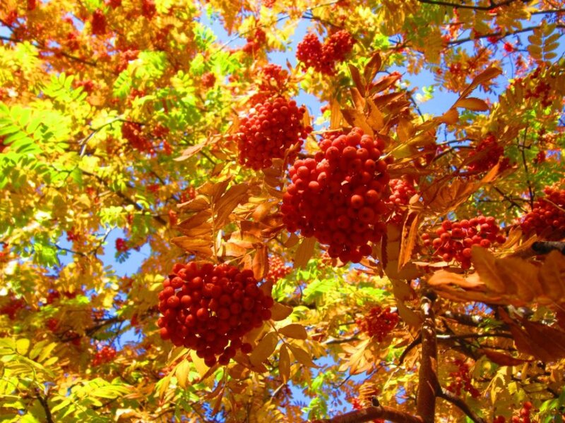 Red Berries on Tree — Vibrant