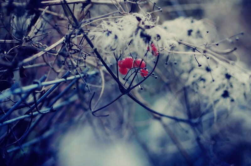 Red Berries on Twigs