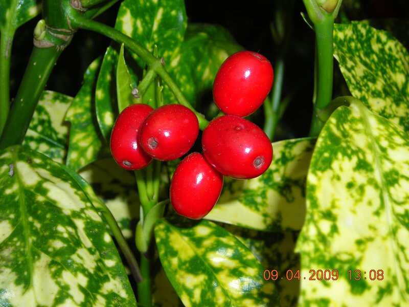 red berries on variegated plant
