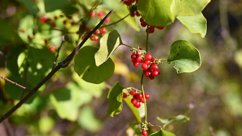Red Berries on Vine — Green