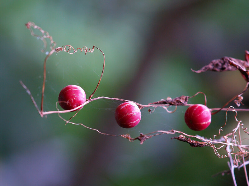 Red Berries on Vine — Natural
