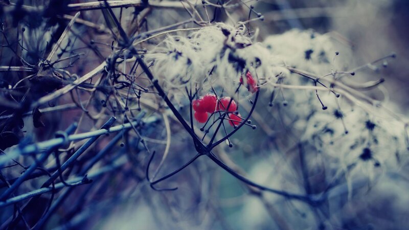 Red Berries on Vine — Somber