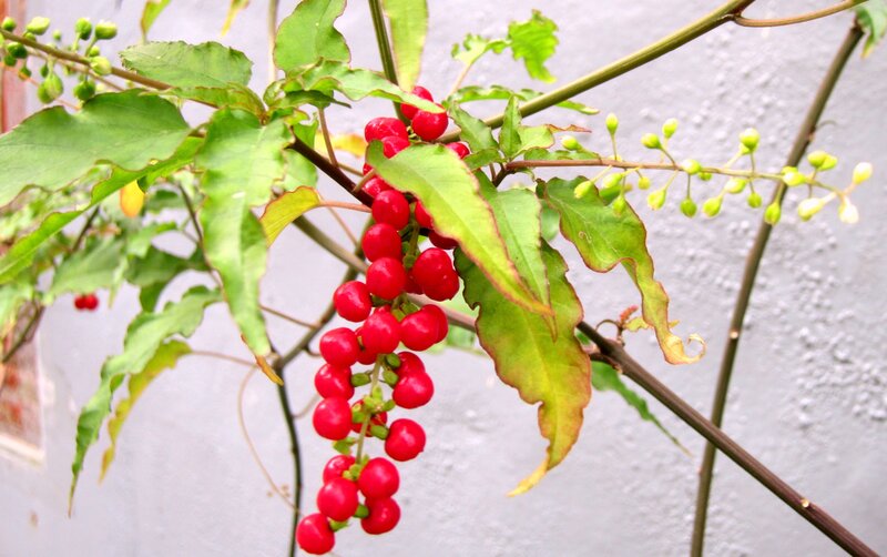 Red Berries on Vine