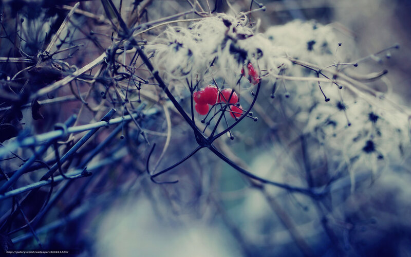 Red Berries on Vines — Blue