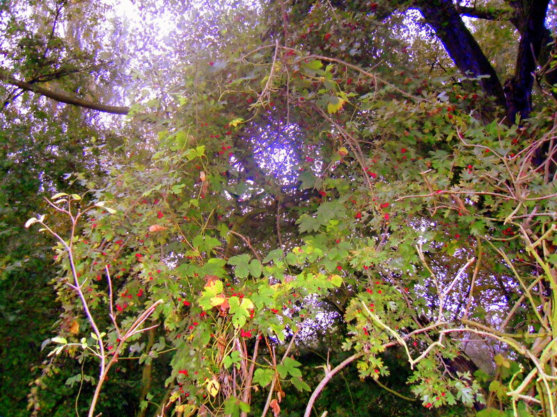Red Berries on Vines